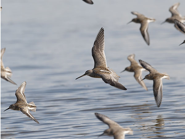 Tundrakurppelo, Long-billed Dowitcher, Limnodromus scolopaceus